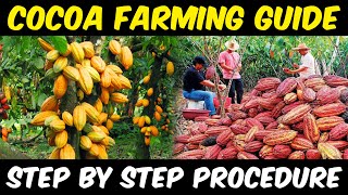 Cocoa Farming  Cocoa Cultivation  Complete Guide  Cocoa Beans Sowing  Cocoa Harvesting [upl. by Jackquelin]