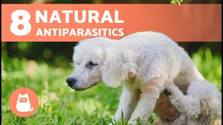 8 NATURAL DEWORMERS for DOGS 🐶✅  Do They Work [upl. by Enileme258]