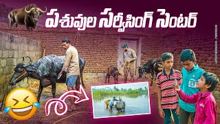 పశువుల సర్వీసింగ్ సెంటర్village boy activitiesvillagedutymy village comedydhoom dhaam channel [upl. by Rede229]