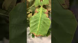 Pulchriphyllium giganteum Tapah 🇲🇾🐘 phasmatodea leafinsect leafinsects [upl. by Kironde]