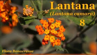 Lantana Lantana camara  FB  008 [upl. by Tenej]