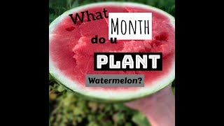 What Month do you Plant Watermelons or Sow Melon Seeds [upl. by Llehsor306]