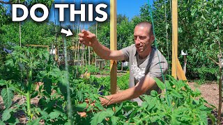 This Clever Technique of Trellising Tomatoes Will Change Your Life [upl. by Barnabas868]