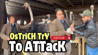 Ostrich Attacks  How to Survive an Ostrich Attack [upl. by Gomer]