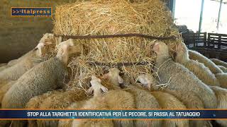 Polizze agricole allevamento ovino sensore agrivanda  Agrifood Magazine [upl. by Fairleigh]