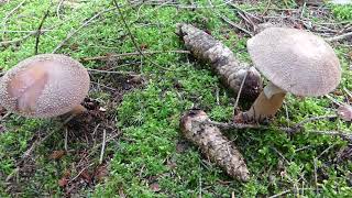 Amanita rubescens Pers čes muchomůrka růžovka [upl. by Davide]