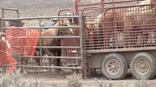 Calico Soldier Meadow Wild Horse Capture 11610 [upl. by Devin957]