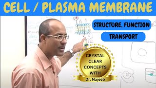 Cell or Plasma Membrane  Structure  Function amp Transport🧬 [upl. by Aelam]