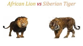 African Lion vs Siberian Tiger 2019 [upl. by Dorsy264]