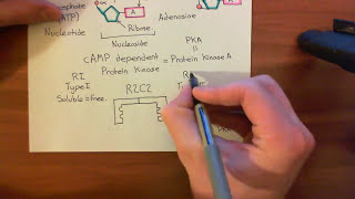 Receptor Desensitization Part 4 [upl. by Disraeli423]