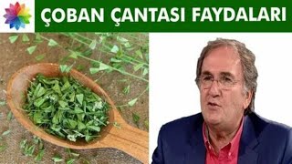 Çoban Çantası Otu Faydaları Nelerdir  Çoban çantası otu nedir  Çoban Çantası Otu Nasıl Kullanılır [upl. by Reddy443]