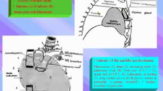 07Thorax anatomy Mediastinum الدكتور احمد كمال [upl. by Evangelist219]