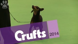 Miniature Pinscher  Best of Breed  Crufts 2014 [upl. by Stoeber]