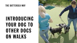 Introducing Your Dog To Other Dogs On Walks  The Battersea Way [upl. by Aikit127]