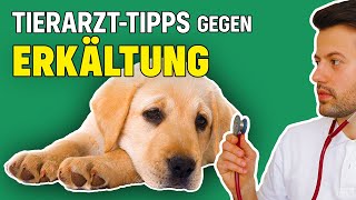 Was tun wenn der Hund erkältet ist Tierarzt klärt auf [upl. by Donelu]