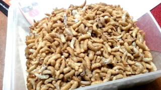 Harvest time for mealworm pupa How to part 9 [upl. by Sseb]