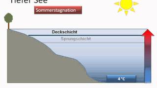 Ökologie Aufbau des Sees Jahreszeiten [upl. by Yrrol]