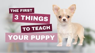 The First 3 Things To Teach Your Puppy  Plus How To Get Your Small breed Settled [upl. by Alexine]