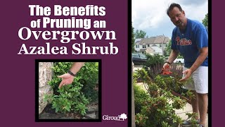 The Benefits of Pruning an Overgrown Azalea Shrub [upl. by Aylmar]