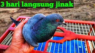 CARA MENJINAKAN MERPATI LIARGIRAS DENGAN CEPAT 3 hari langsung jinak [upl. by Artined435]