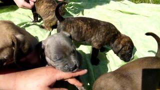 Bandog Boerboel Pitbull puppies [upl. by Nhguaval]