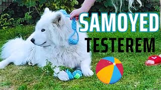 Samoyed w Akcji 😄 Testujemy Nowe Zabawki [upl. by Dowell]