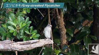 エゾビタキGrey streaked Flycatcher [upl. by Jacey953]