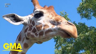 Family speaks out after toddler was picked up by giraffe on drivethru safari [upl. by Sira825]