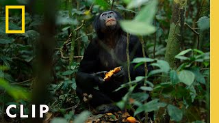 Bonobos Hunt Down Colobus Monkeys  Queens  National Geographic [upl. by Arrec]