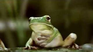 Beatbox Frogs motilliumflv [upl. by Hayashi]