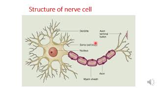 Autonomic pharmacology part 1 [upl. by Dominus]