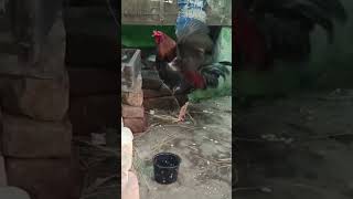 VERY BEAUTIFUL ROOSTER IS ROOSTINGbirds shok aseel love allpetloversaseel [upl. by Alexandr]