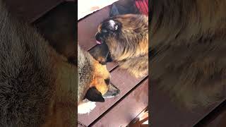 Maine Coon Cat Washing German Shepherd Dog germanshepherd mainecoons catdoglove catdogfriends [upl. by Yllehs190]