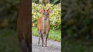 Indian Muntjac Red Muntjac Muntiacus muntjak in Deer Family Cervidaenot a Dog 🐶 [upl. by Farr532]