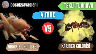 TEKLİ TURNUVA  SARIKIZ ÖRÜMCEĞİ VS KARINCA KOLONİSİ  4MAÇ [upl. by Zinnes785]