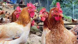 Freerange chicken farm  make food for freerange chickens and egglaying chickens [upl. by Sidonnie512]