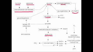 metabolismo glucidos [upl. by Noell]