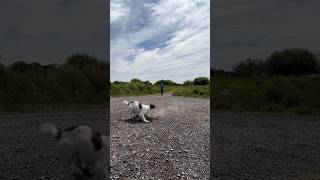 Springer Spaniel on a couple retrieves gundogtraining dogtraining [upl. by Elwaine]