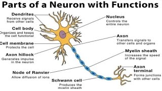 NEURONSThe Unit Of Nervous System Control amp Coordination Biology Class10 science biology [upl. by Varick]