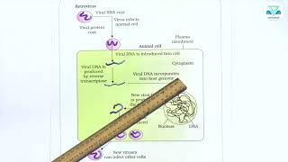 BIOLOGY 8 4 4 FIGURE REPLICATION OF RETROVIRUS [upl. by Lunnete]