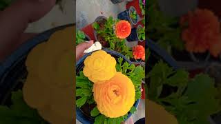 Ranunculus Plants Grown From Seeds In March [upl. by Soluk]