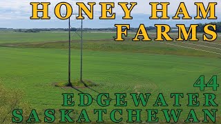 Finish Harvest and Sell Pigs Honey Ham Farms 44  Year 3  FS22  Farming Simulator 22 [upl. by Hatty]