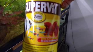 Alimentando Tetra colombiano com a ração Supervit da Tropical [upl. by Cramer]