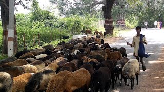 After Rain Animal Life in Tharparkar [upl. by Haag]