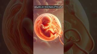 Amniotic Fluid ఉమ్మ నీరు fetal urine maternal plasma [upl. by Carlo]