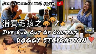 Joyce Is Moist for HKG 消費毛孩之Doggy Staycation 粵En Subs [upl. by Slerahc267]