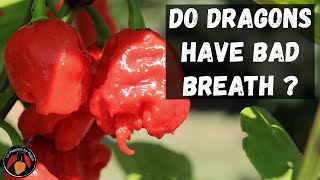 Dragons Breath Pepper Review and Tasting of this Spicy Treat [upl. by Cyrus958]