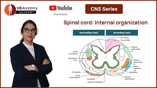 Spinal cord Internal Organization [upl. by Emiatej805]