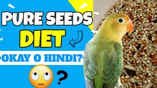 IS PURE SEEDS DIET GOOD FOR YOUR BIRD [upl. by Adnolrehs889]