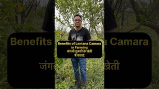 Lantana Camara  जंगली तुलसी naturalfarming [upl. by Erasmo]